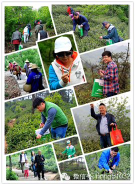 在這么美的地方體驗(yàn)采茶，簡(jiǎn)直太有感覺了