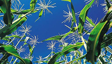 玉米割苗能增產(chǎn)20%～30%？不靠譜！