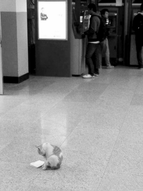 “東北大學貓讀書圖”紅網(wǎng)絡 不學習小心被貓超過 “東北大學貓讀書圖”紅網(wǎng)絡 不學習小心被貓超過