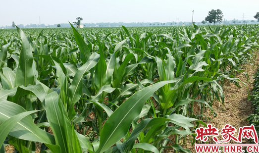 種植其他品種的玉米苗枝粗葉大，郁郁蔥蔥