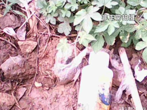 大棚蔬菜園區(qū)里到處丟棄著農(nóng)藥廢物。