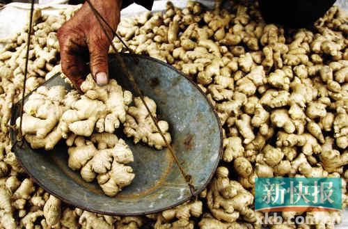 “姜你軍”卷土重來(lái) 供應(yīng)不足今年姜價(jià)恐難降 “姜你軍”卷土重來(lái) 供應(yīng)不足今年姜價(jià)恐難降