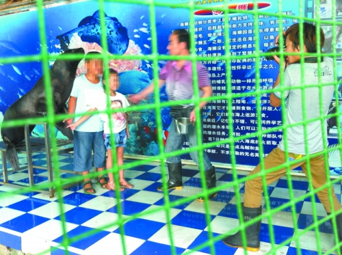 海獅就這樣被飼養(yǎng)員和攝影師擺弄，稍不聽(tīng)話就會(huì)遭到毒打。