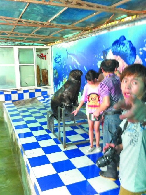 海獅館內(nèi)的攝影師警惕性很高,禁止記者拍照。