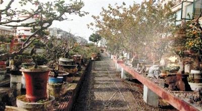 劉光嘉出示博物館內(nèi)部圖片中，擺放著各種盆景。