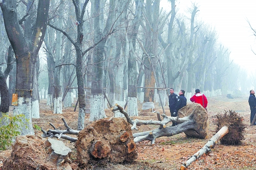 老樹之殤，令人扼腕。