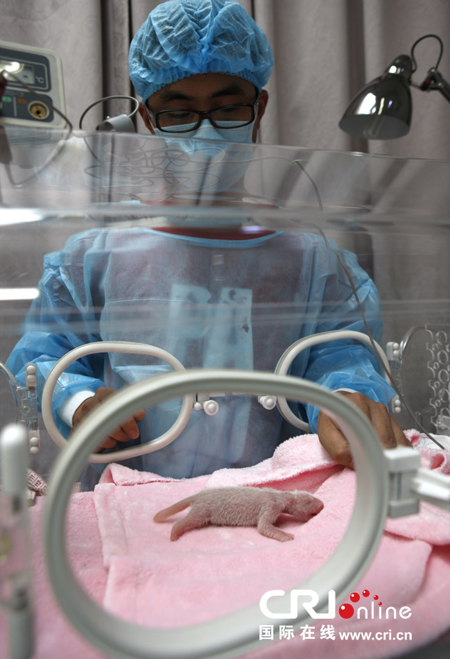 2013年7月11日，成都大熊貓繁育研究基地月亮產(chǎn)房，工作人員在照顧新生大熊貓寶寶。