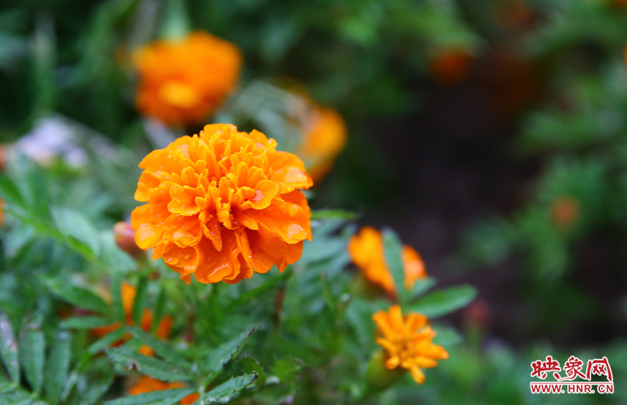 一場秋雨洗去花朵上多日來的塵埃，嬌艷欲滴。
