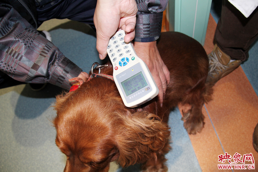 只要用儀器一掃，狗狗的信息就可以一覽無余