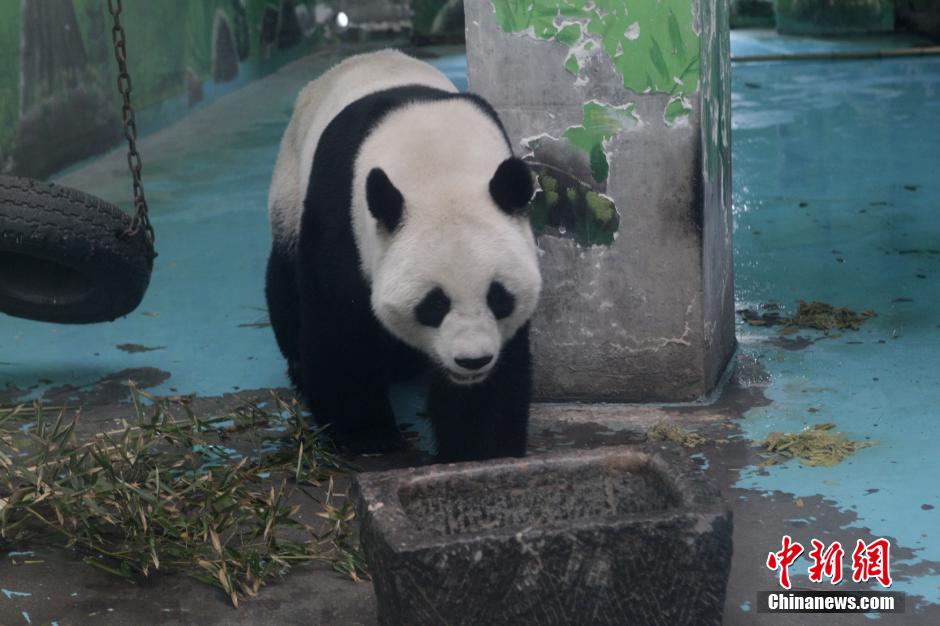 3月17日，河南鄭州動(dòng)物園內(nèi)的大熊貓“龍昇”。