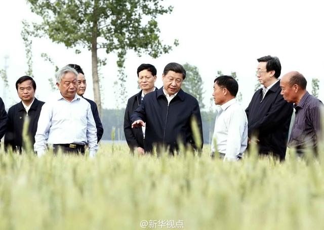 習(xí)近平走進(jìn)糧田,看麥穗灌漿,問農(nóng)田建設(shè)。
