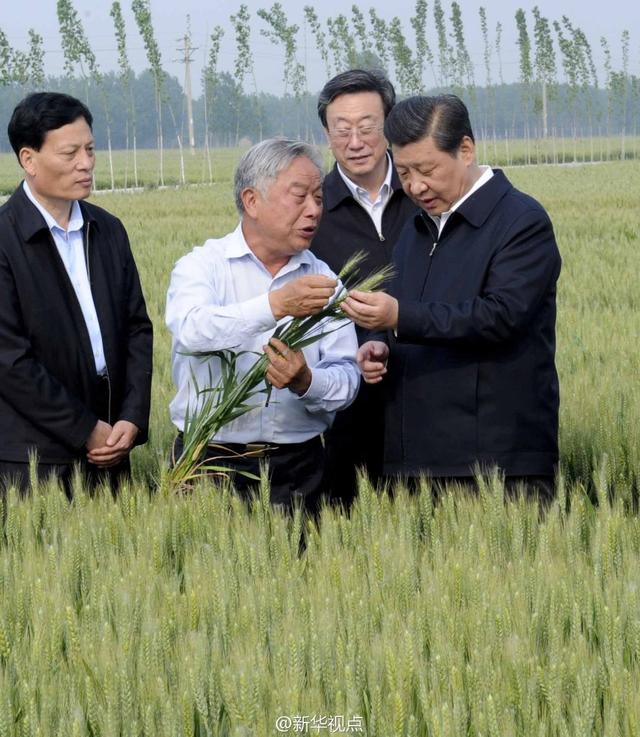 習(xí)近平走進(jìn)糧田,看麥穗灌漿,問農(nóng)田建設(shè)。