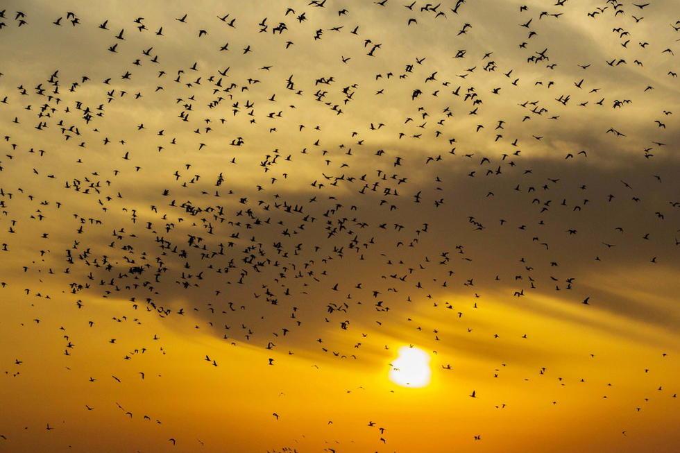 江蘇省連云港市贛榆區(qū)上空出現(xiàn)火燒云景觀，成群海鳥迎著霞光在天空中翩躚起舞，場面蔚為壯觀。