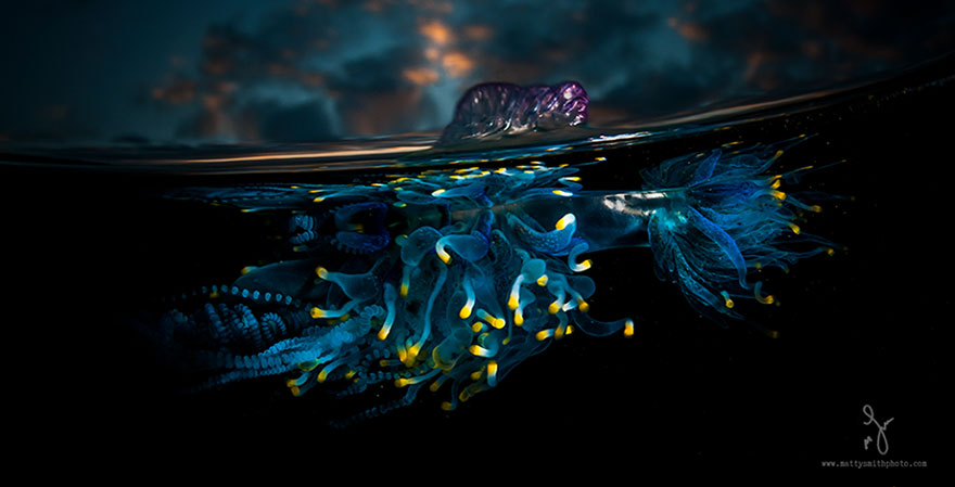 攝影師記錄水波下的世界 攝影師記錄水波下的世界