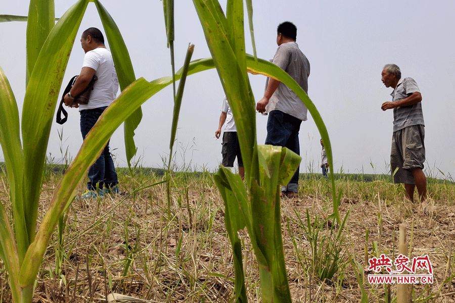 耙過的玉米地殘留的玉米。