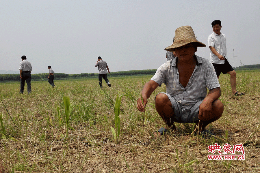 村民手捧殘留的玉米，欲哭無淚。
