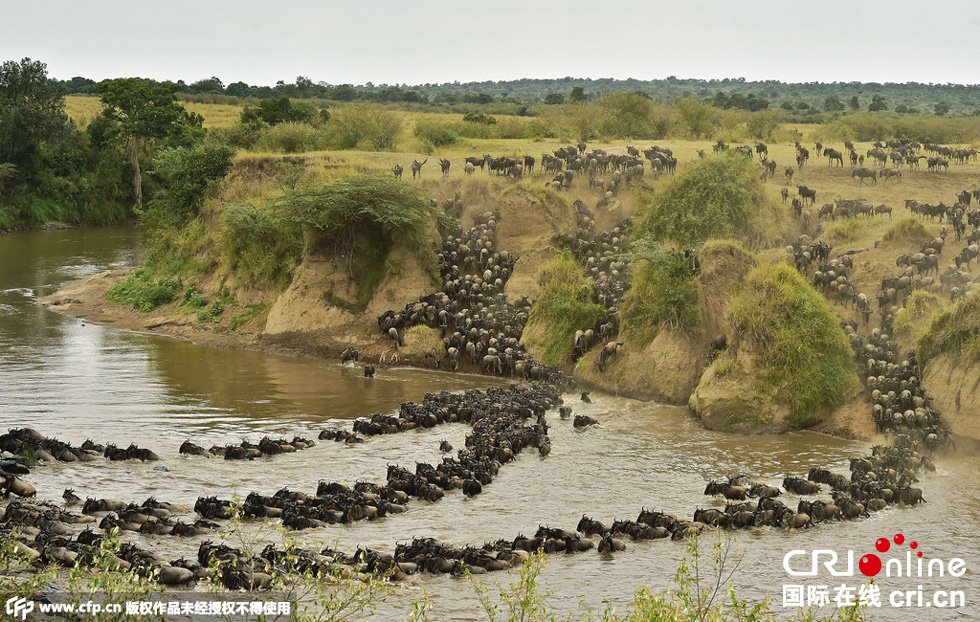 當(dāng)?shù)貢r(shí)間2015年9月4日，肯尼亞馬賽馬拉，角馬大遷徙。