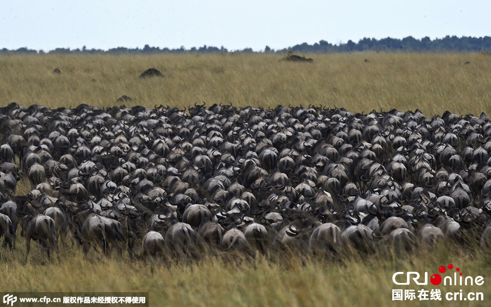 當(dāng)?shù)貢r(shí)間2015年9月4日，肯尼亞馬賽馬拉，角馬大遷徙。