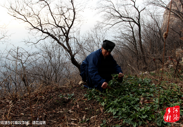 山上缺雨少水，不大的一方菜地。是他和另一個道友的菜地，老崔的蔬菜倒也擺弄的一片生機盎然。