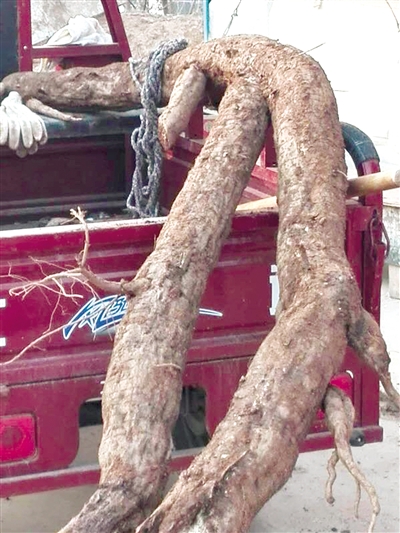 葛根有成人胳膊粗細 葛根有成人胳膊粗細