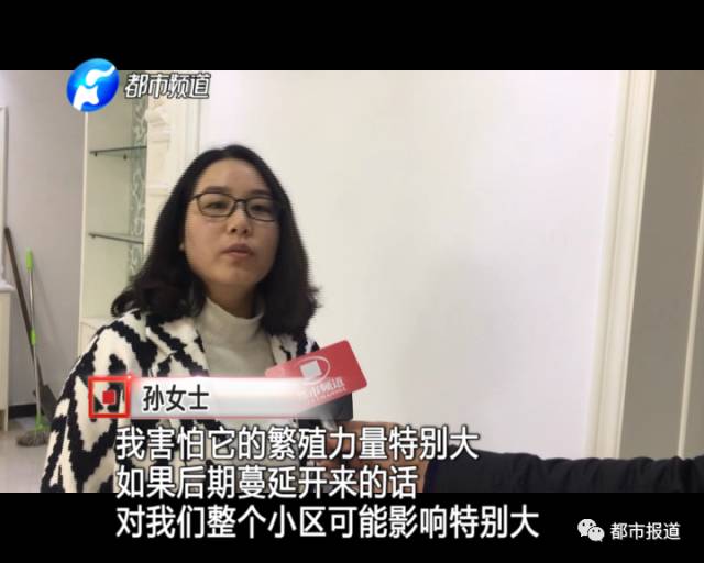 蟻?zhàn)宕筌娙肭?！十幾萬(wàn)裝修的新家被“吃掉”