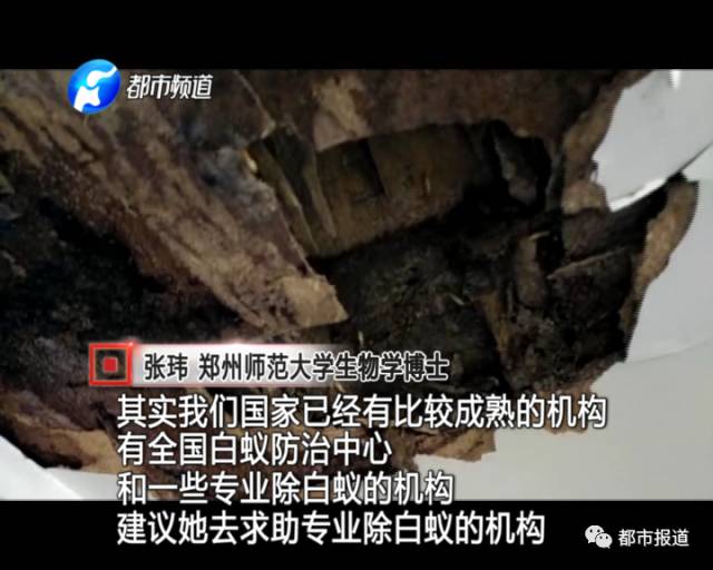 蟻?zhàn)宕筌娙肭?！十幾萬(wàn)裝修的新家被“吃掉”