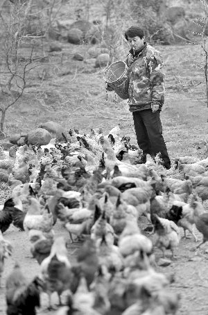 林志坤辭職后在溧水一座山頭開了一片地，每天種菜、喂雞 現(xiàn)代快報記者 施向輝 攝