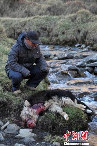 　今年，他家已經(jīng)有3只羊被狼咬死。確·胡熱攝