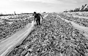 12日，工人在海南省樂東縣佛羅鎮(zhèn)清理被臺(tái)風(fēng)刮爛的哈密瓜薄膜架子。 新華社發(fā)