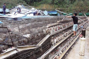 11月13日，位于三亞市吉陽(yáng)鎮(zhèn)的三亞市菜籃子蛋雞基地，工人們正在搶修雞舍設(shè)施。