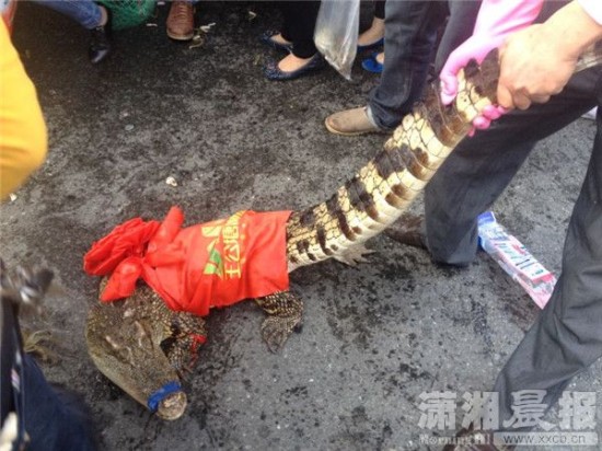 車上的鱷魚爬上路面。記者 向帥