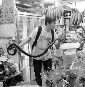 捕蛇專家張亮抓住眼鏡王蛇。信息時報記者 康健 翻拍