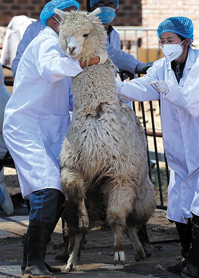 好強壯！我真的不是虛胖，兩三個人別想控制我。