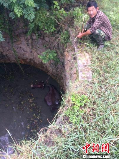 圖為大水牛掉進13米深坑，民警消防灌水施救。