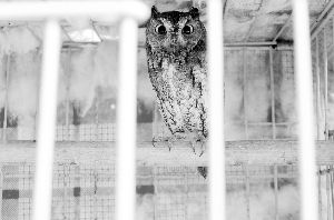 萌萌的貓頭鷹是飼養(yǎng)的熱門 現(xiàn)代快報記者 李雨澤/攝 萌萌的貓頭鷹是飼養(yǎng)的熱門 現(xiàn)代快報記者 李雨澤/攝