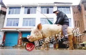 蔣大爺騎著他的種豬出門，回頭率很高。