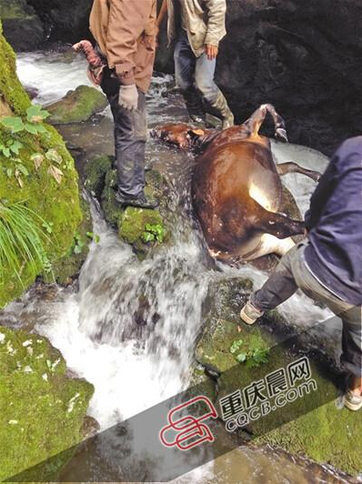 黃牛掉到懸崖下的小溪中。
