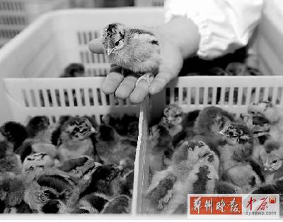 五一過后，雞苗價(jià)格逐步漲至2元