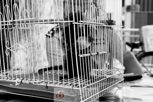 “別看俺個子小，中國很稀少！”