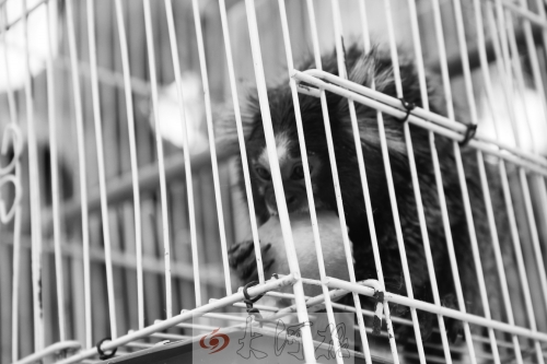 “不要盯著俺看，俺害羞……”（設(shè)計臺詞）