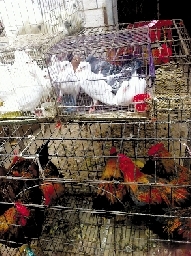 銷(xiāo)量大不如前，近期可能漲價(jià)