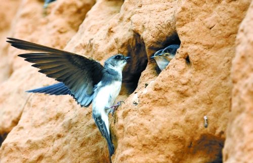 　曾經(jīng)，那些在工地上的巢穴待哺的小沙燕