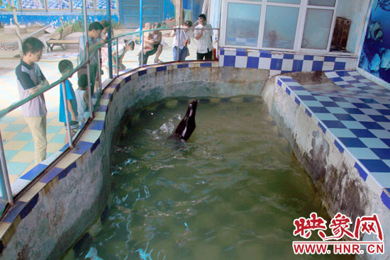 圖為游客在護(hù)欄網(wǎng)外面，觀看海獅的表演。