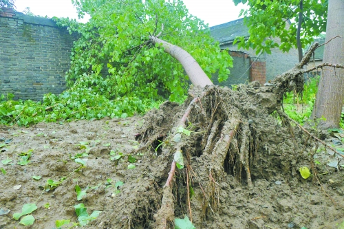 在焦作馬村區(qū)白莊老村，大樹被狂風刮倒。