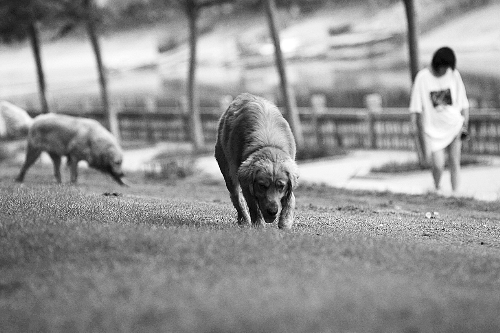 　喜歡養(yǎng)大狗狗的朋友，要抓緊給愛犬在郊外安個(gè)家哦！