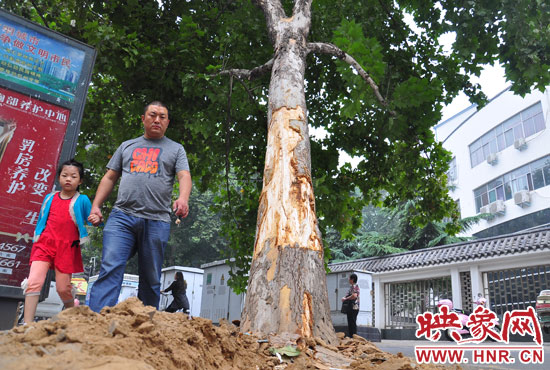 大樹根部翹起，歪向人行道邊。