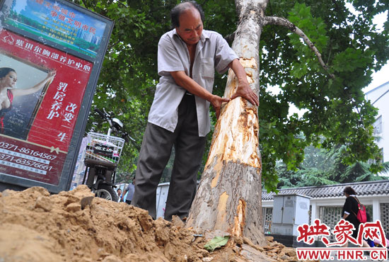 法桐受傷嚴(yán)重，樹皮上還沾著不少玻璃。