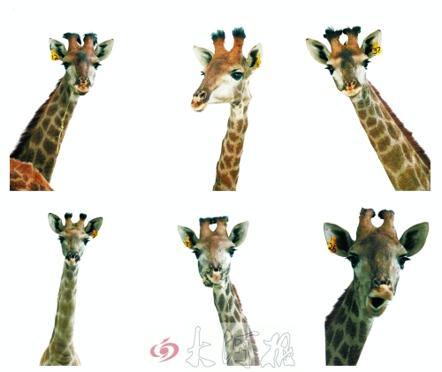 不是我們“高高在上”，只是個(gè)子太高就看看臉吧！