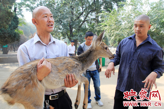 失主宋先生將“愛鹿”抱回家,并表示待小鹿傷情痊愈后,將其送到動物園,供市民觀賞。