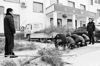 5名男子對盜竊公路綠化樹木行為供認(rèn)不諱 5名男子對盜竊公路綠化樹木行為供認(rèn)不諱